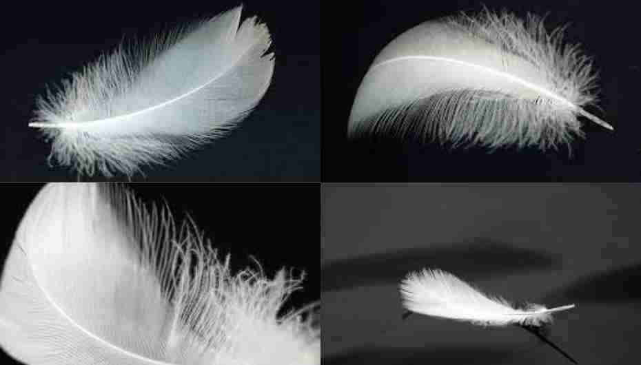 Detailed views of swan feathers highlighting their intricate structure