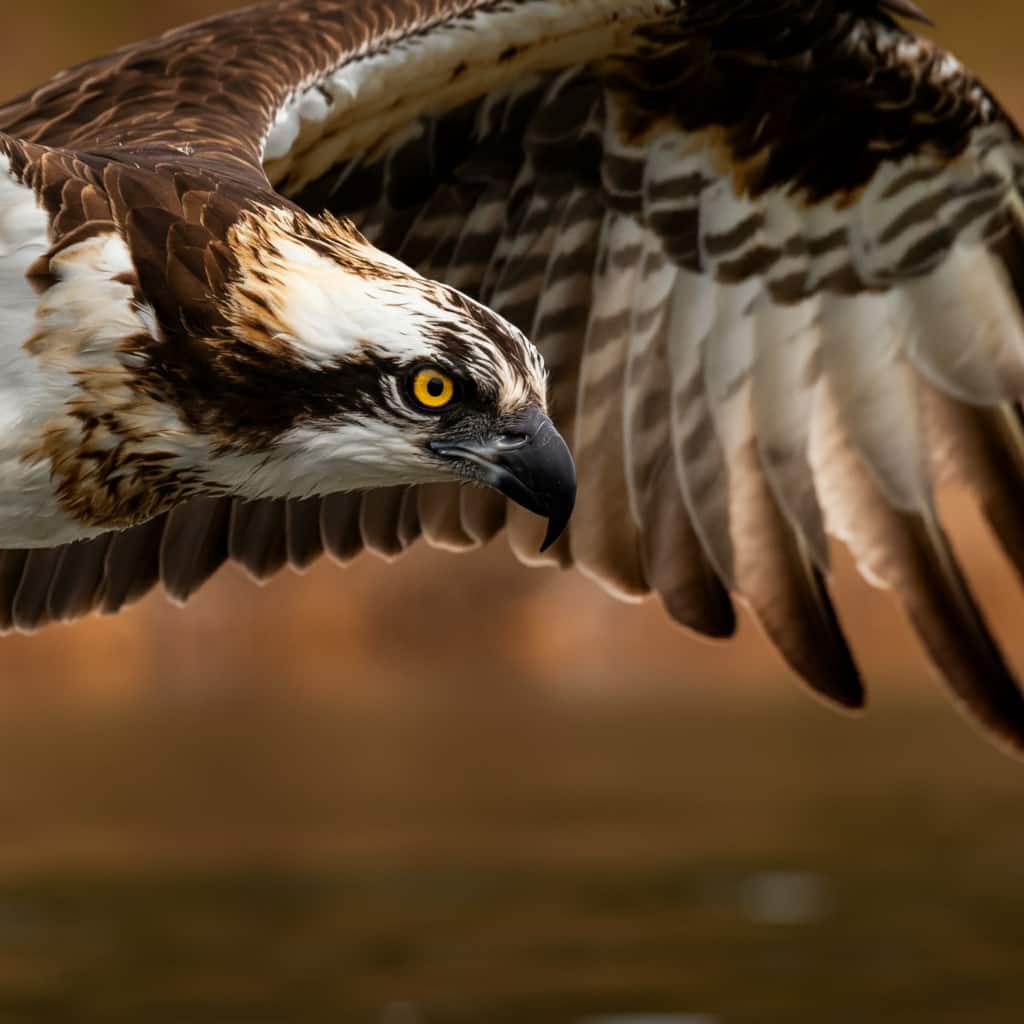 Close-up of an osprey's wing showing brown and white feather pattern, with the bird flying over water in the background, representing nature's balance in brown and white feather symbolism