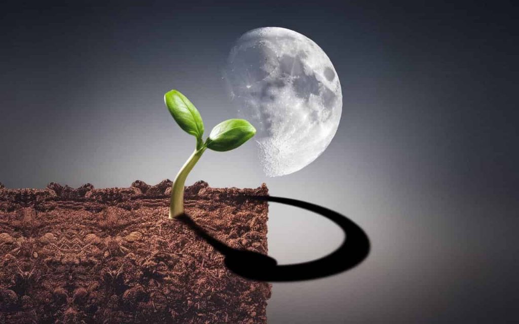 Seedling growing towards a First Quarter Moon, with its shadow forming a half-circle, symbolizing growth and balance