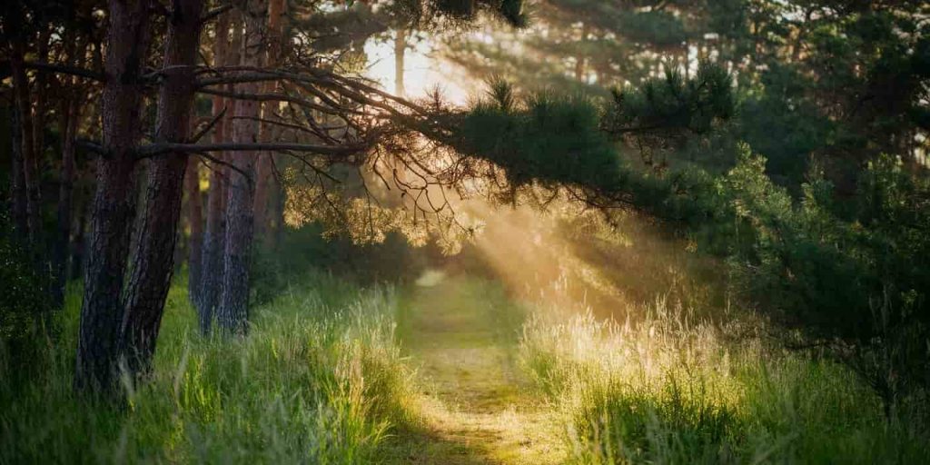 Sunlit path through a pine forest, symbolizing spiritual guidance and enlightenment.