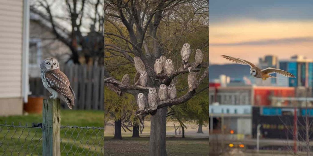 Triptych of daytime owl encounters: a lone owl near a house, multiple owls in a park, and an owl flying over a city