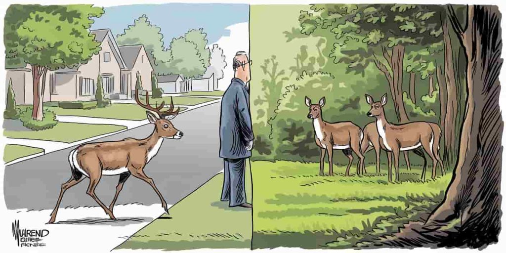 interpreting-deer-encounters-nature-symbolism.jpg