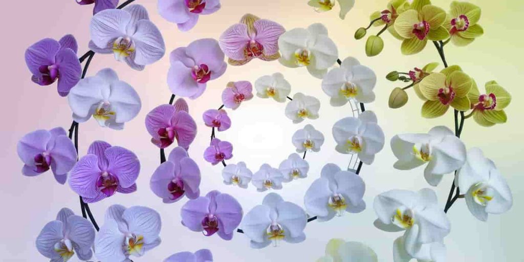Circular arrangement of diverse orchid species in various colors, forming a mandala-like pattern with soft, glowing light emanating from the center, representing different spiritual meanings.