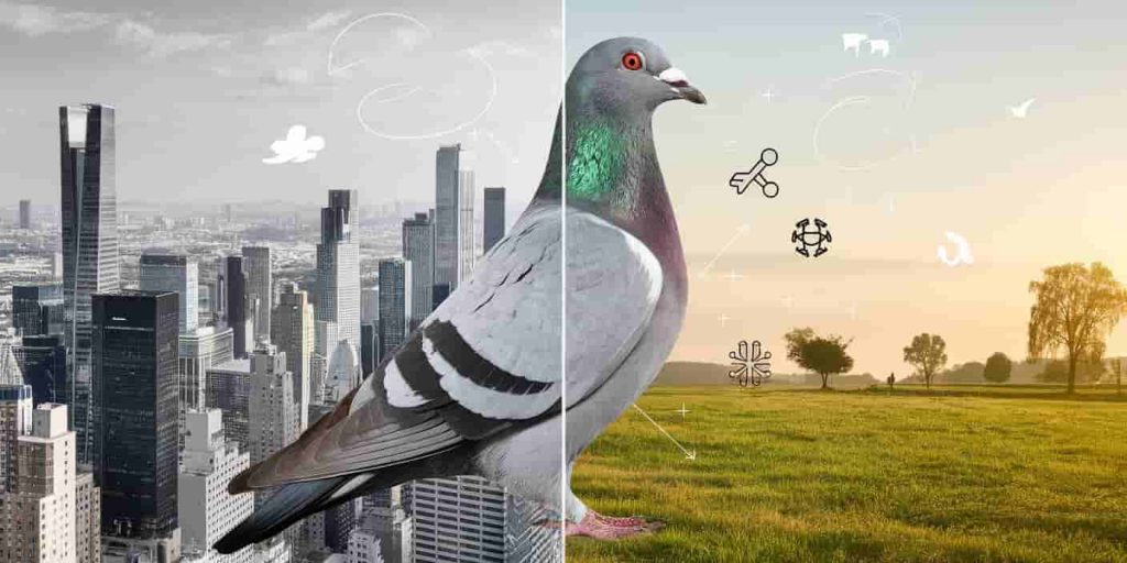 A pigeon at the center of a split image showing urban and rural environments, symbolizing the bird's adaptability and resilience in diverse habitats.