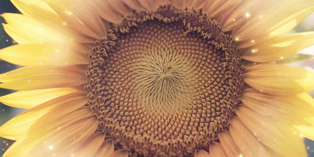 Close-up of a sunflower's center with intricate spiral patterns, surrounded by golden petals and sparkles of light, symbolizing divine energy and spiritual illumination.
