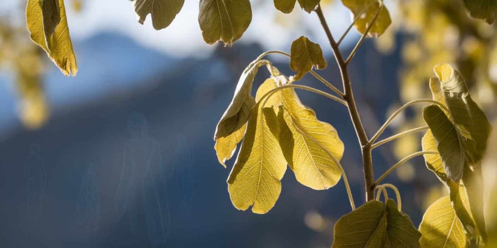 Aspen leaves trembling in sunlight with ethereal spirit-like figures in the background, illustrating the spiritual symbolism of aspen trees.