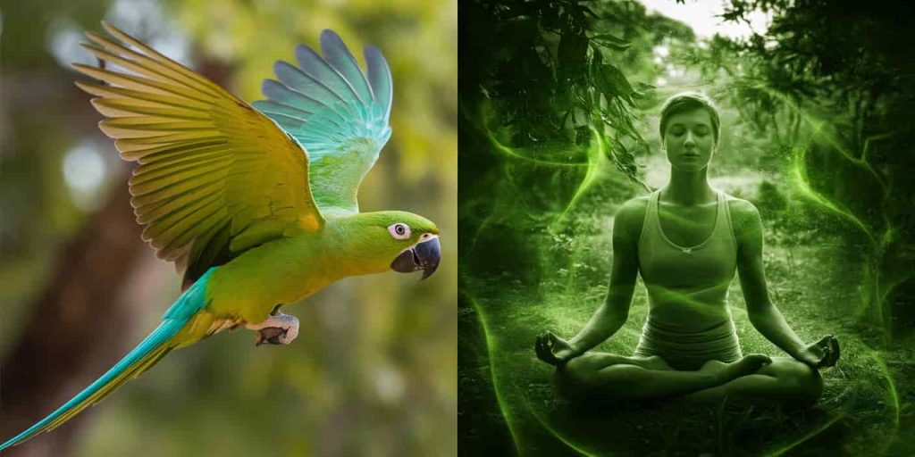 A split image of a flying green parrot and a person meditating in nature, illustrating the spiritual symbolism of green parrots.