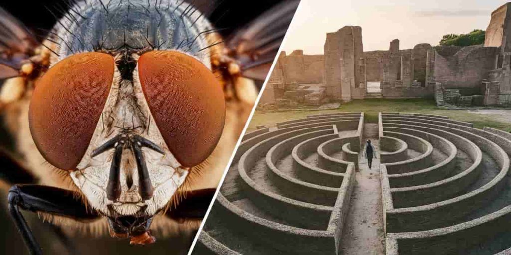 Split-screen image with horse fly's compound eyes on one side and person navigating labyrinth on the other, symbolizing awareness and life lessons from horse fly encounters.