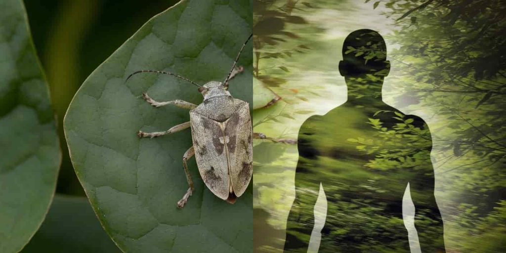 Split-screen image of a camouflaged leaf bug and a human silhouette blending with nature, illustrating spiritual symbolism of unity and adaptability in leaf bugs.