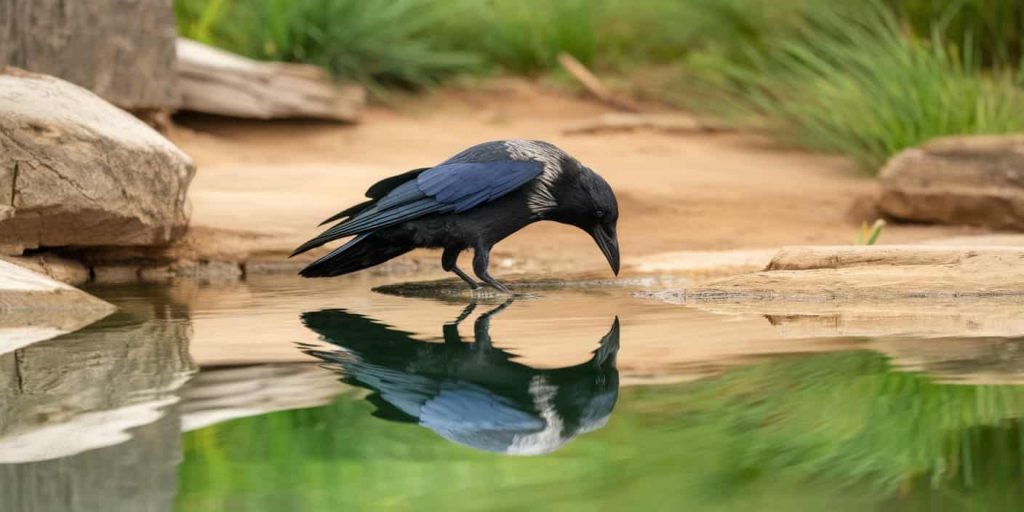 An injured crow gazing at its reflection in a serene pool, with the reflection showing a whole and strong crow, symbolizing inner wisdom and potential for personal growth.