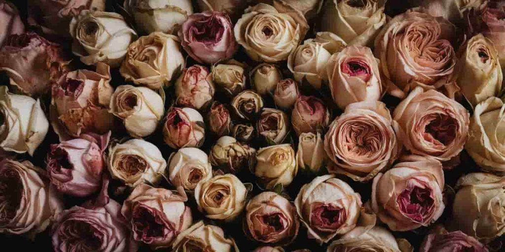 An artistic arrangement of dead roses in various stages of decay, forming a spiral pattern to represent spiritual symbolism and life cycles.